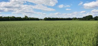 Barley_field_2020