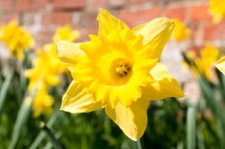 Daffodil