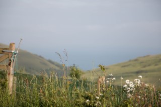 Durdle_door_fields