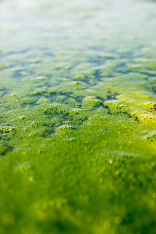 Green_sludge