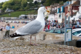 Seagull