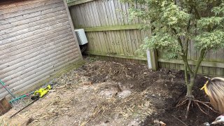 Bushes Removed Clearing Space For Shed Move Aug 2025