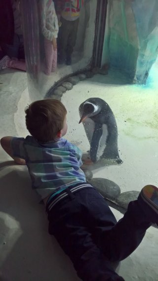 Ethan_and_penguin_sea_life_center_aug_2018