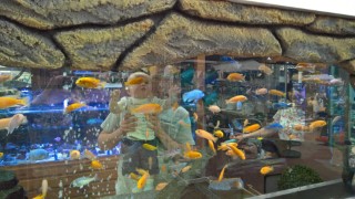 Garden_center_july_2016_ethan_and_i_through_fish_tank