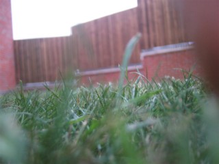 New_grass_close