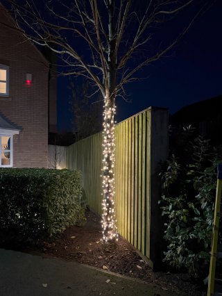 Outside_christmas_trees_and_lights_dec_2024