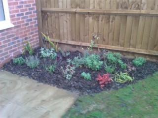 Plants Landscaping the Townhouse