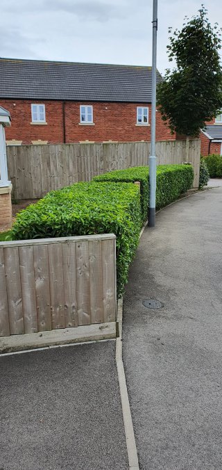 Side_front_hedge_trimming_july_2020
