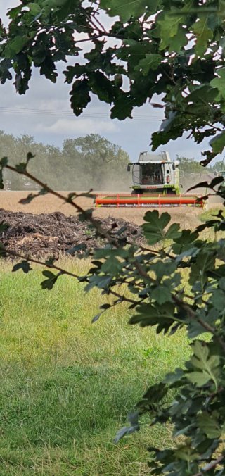 Through_the_trees_combine_harvester_bike_ride_aug_2020