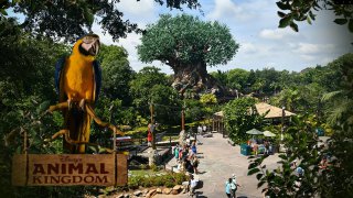 family_animal_kingdom_zoom_day_8_disney_world_july_2026