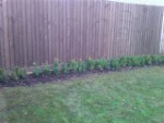 Bushes Landscaping the Townhouse