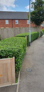 Cutting Hedges Saturday Job Day June 2021