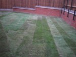 New Grass In House.