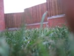 New Grass In House.