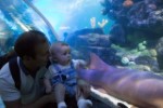 Seas Life Center July 2016 Ethan And I Big Fish