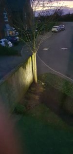 Tree Light Diy Day Feb 2023